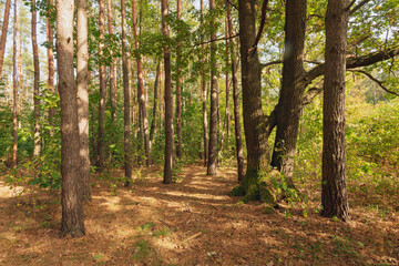 pine forest in autumn on a sunny day
