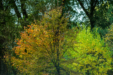 Obraz premium Autumn trees on a sunny October day. Autumn background.