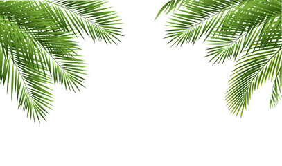 Tropical Palm Tree With Isolated White Background