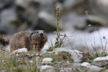 Marmot in Cervinia Wildlife Aosta Valley Italy