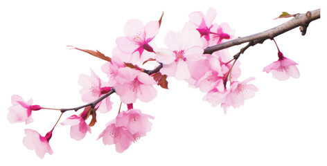 PNG Cherry blossom branch.