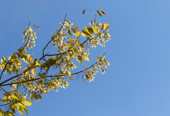 Leaves and seed pods of the ash-leaved maple or boxelder (Acer negundo) in autumn