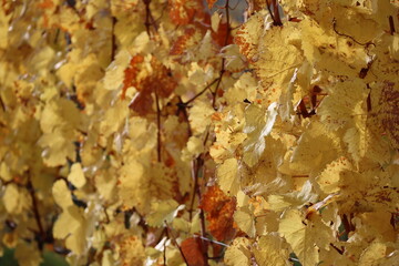 yellow Vineyard leaves
