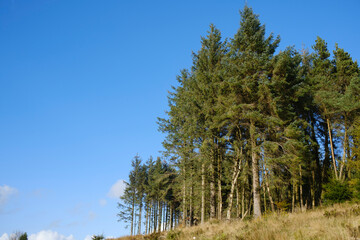 Tall pine trees stand majestically under a clear blue sky in a serene forest landscape. Entwistle reservoir woodland Lancashire UK.