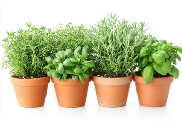 Fototapeta premium Fresh potted kitchen herbs isolated on white background