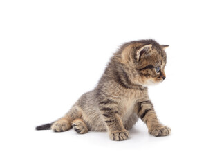 Brown little kitten sitting.