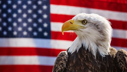 american bald eagle