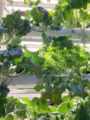 hydroponic setup from sewer pipes in a shopping mall. Microgreens stand. Cabbage, lettuce, fresh greens. Growing, healthy vitamins, herbs, home microgreens, kitchen, leaves, microelements