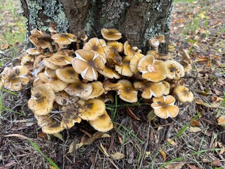 Fototapeta premium Funghi ai piedi di un olivo