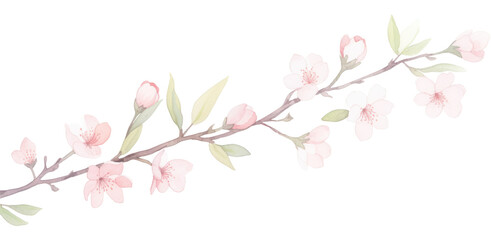 PNG Sakura as divider watercolor blossom flower plant.