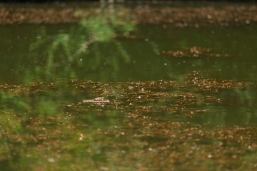 The Amazon green frog on a leaf.