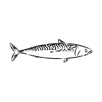 black and white mackerel sketch on white clip art preview