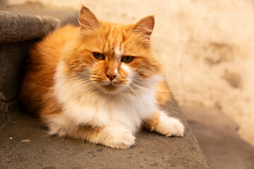 Gato callejero tumbado en escalera.
