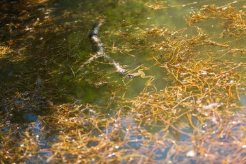 Obraz premium The Amazon green frog on a leaf.