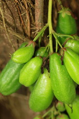 background of very sour fruit growing on the tree