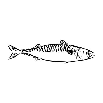 black and white mackerel sketch on white clip art preview