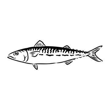 black and white mackerel fish drawing clip art preview