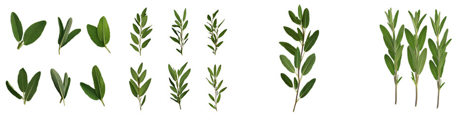 Obraz premium Sage Leaves Collection, Isolated on White Background, Green, Herb, Spice, Culinary , sage leaves, herb, spice, culinary