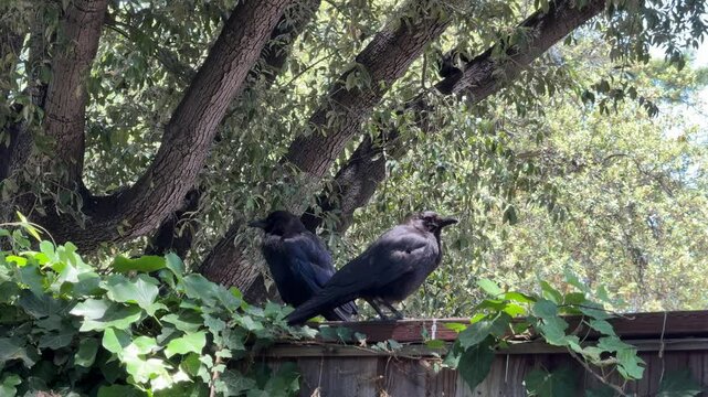 Two crows on fence with squirrel in oak tree behind	