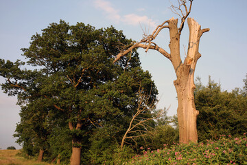 Countryside path - Naburn - Yorkshire - England - UK