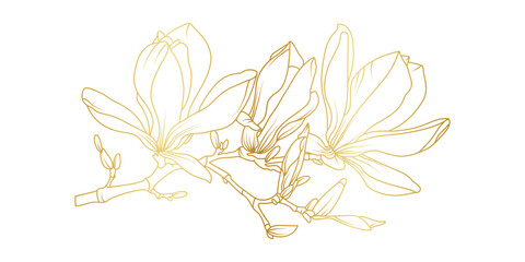 Golden magnolia flowers line art isolated on white background. Luxury magnolia floral design elements for invitation, wedding, wallpaper, print template, vector illustration © abcvector