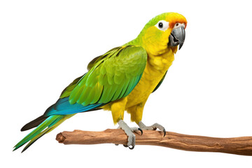 Fototapeta premium PNG Parrot animal yellow bird.