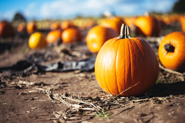 Lots of Orange Pumpkins for Halloween from a Pumpkin Field Patch Ready to Carve Fresh Orange Fall Holiday Pumpkin Fruit Collection