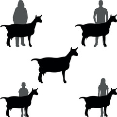 Saanen Goat Goat Show Vector File, Livestock Judging Vector, Farm Girl Boy Vector, 4-H, FFA Show - Vector Art 
