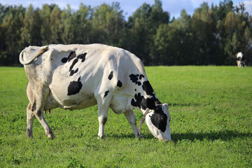 A black-and-white cow is grazing in a green field with a forest in the background.