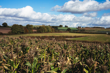 Pumpkin Patch Field or Farm Full of Pumpkins - Pick Your Own Pumpkin for Halloween