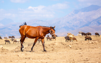 A herd of horses graze in the meadow in summer, eat grass, walk and frolic. Pregnant horses and foals, livestock breeding concept.