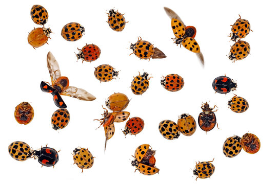 top view of ladybugs in different positions isolated on white background, collection of ladybird beetles, Coccinellidae