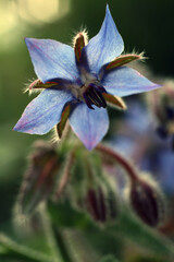 Borage flower - Borago officinalis - starflower - annual herb - Boraginaceae