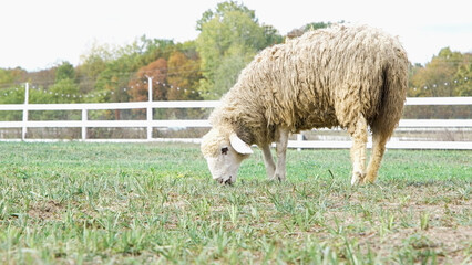 Shorn sheep resting in grassy field, calmly observing the surroundings