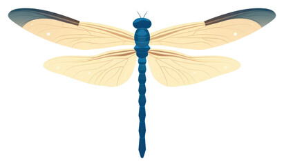 PNG Dragonfly wildlife animal insect.