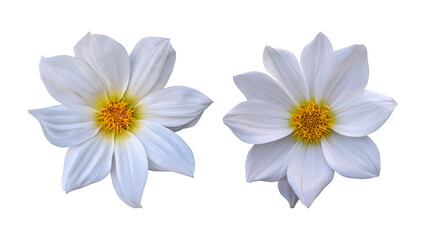 Obraz premium White dahlia flowers isolated on transparent background