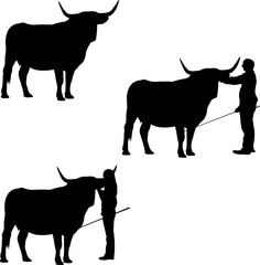 American White Park Cow Show Vector, Livestock Judging Vector, Farm Girl Boy Vector, 4-H, FFA Show - Vector Art 