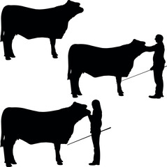 Red Brangus Cow Show Vector, Livestock Judging Vector, Farm Girl Boy Vector, 4-H, FFA Show - Vector Art 