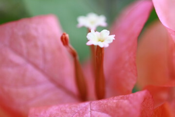 Fototapeta premium beautiful and exotic reddish flower background