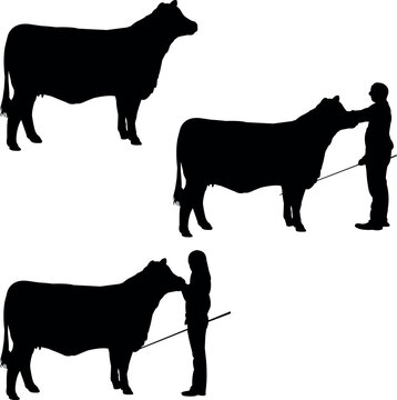 Brangus Cow Show Vector, Livestock Judging Vector, Farm Girl Boy Vector, 4-H, FFA Show - Vector Art 