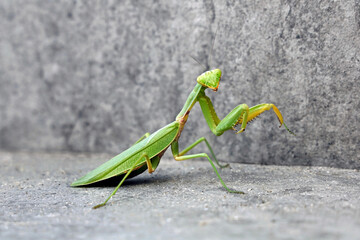 Green European praying mantis, Manits religiosa, isolated on gray stone background