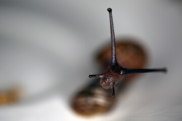 Young Helix aspersa - garden snail