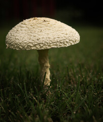 A White Mushroom