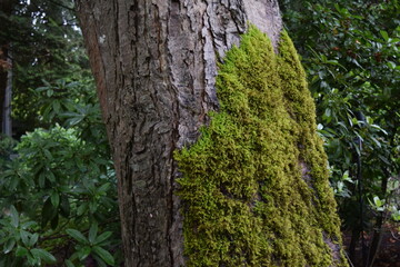 Moss tree in the woods 