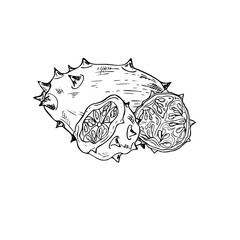 Whole and halves spiked kiwano fruit vector isolated illustration in black and white hand drawn graphic. Exotic tropical horned cucumber plant engraving drawing for menu, summer package design