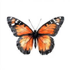 Fototapeta premium A watercolor monarch butterfly with striking orange and charcoal black wings, ideal for Halloween-themed artwork. The hand-painted butterfly is isolated on a white background, perfect for seasonal