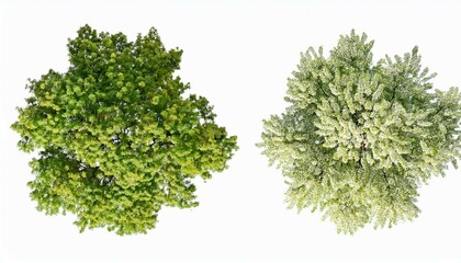 Obraz premium green dill isolated on white