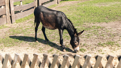 Kulan portrait in the enclosure of a city zoo. Donkey grazing in a grassy area.