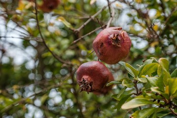 Closeup of Garnets on a tree branch in Zambujeira do Mar, Costa Alentejana, Portugal