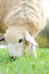 Naklejka premium Shorn sheep resting in grassy field, calmly observing the surroundings